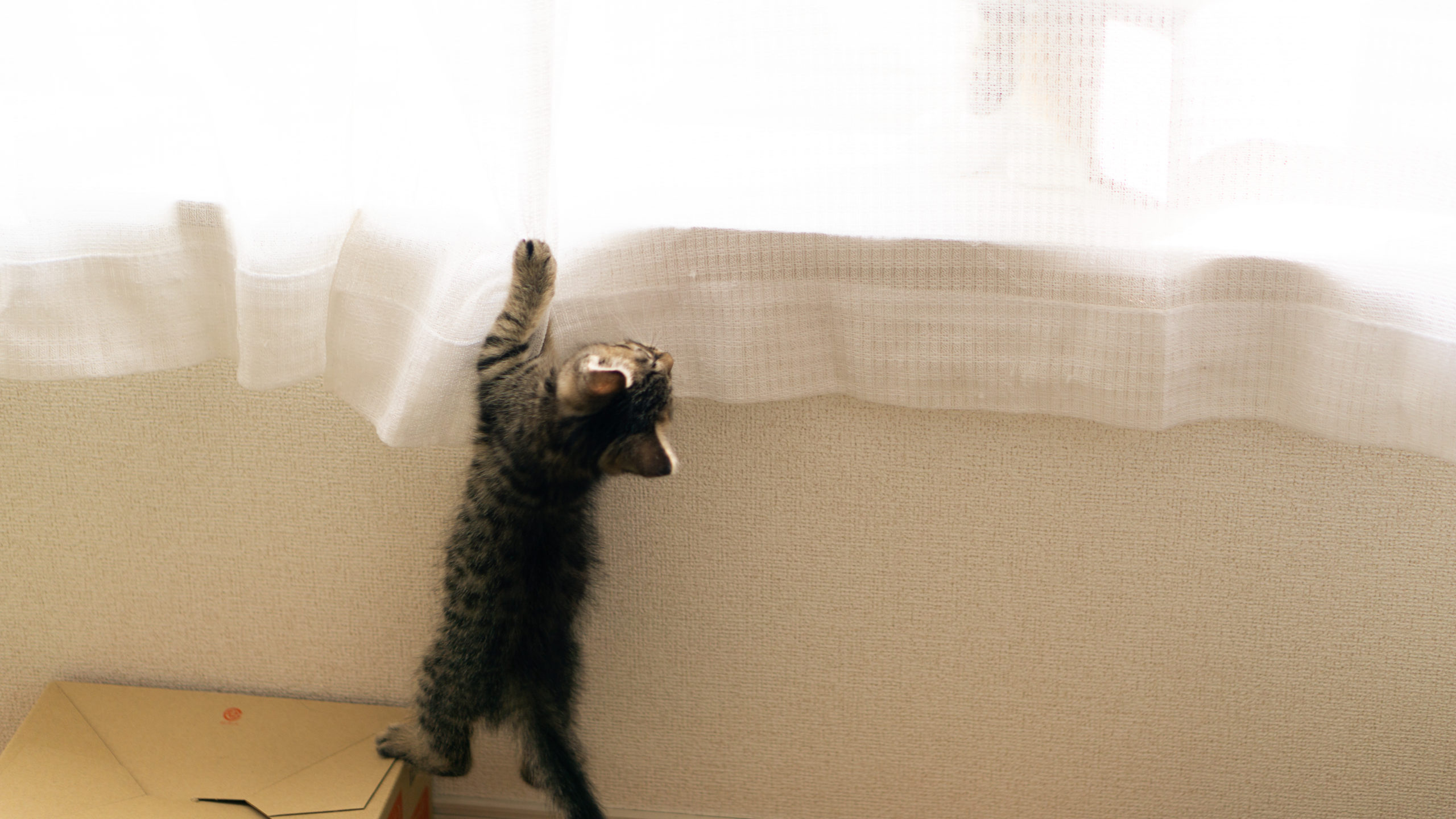 カーテンにじゃれる猫