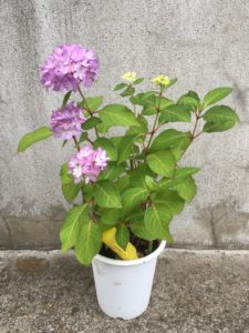 鉢植えの紫陽花